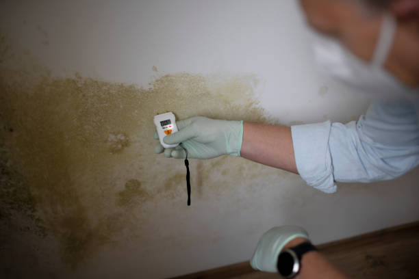 Best Mold Removal and Inspection  in Defuniak Springs, FL